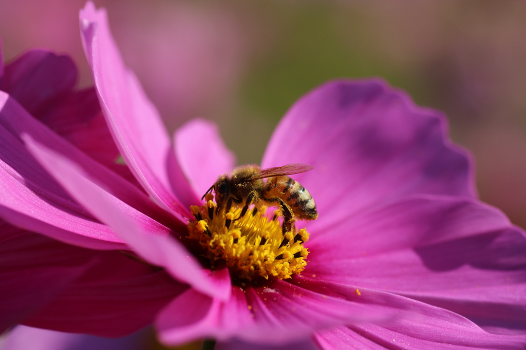 秋桜