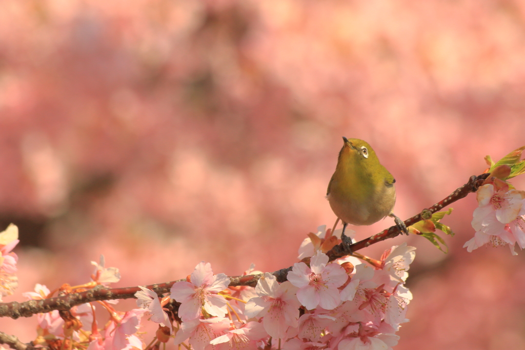 桜メジロ1