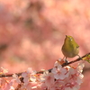 桜メジロ1