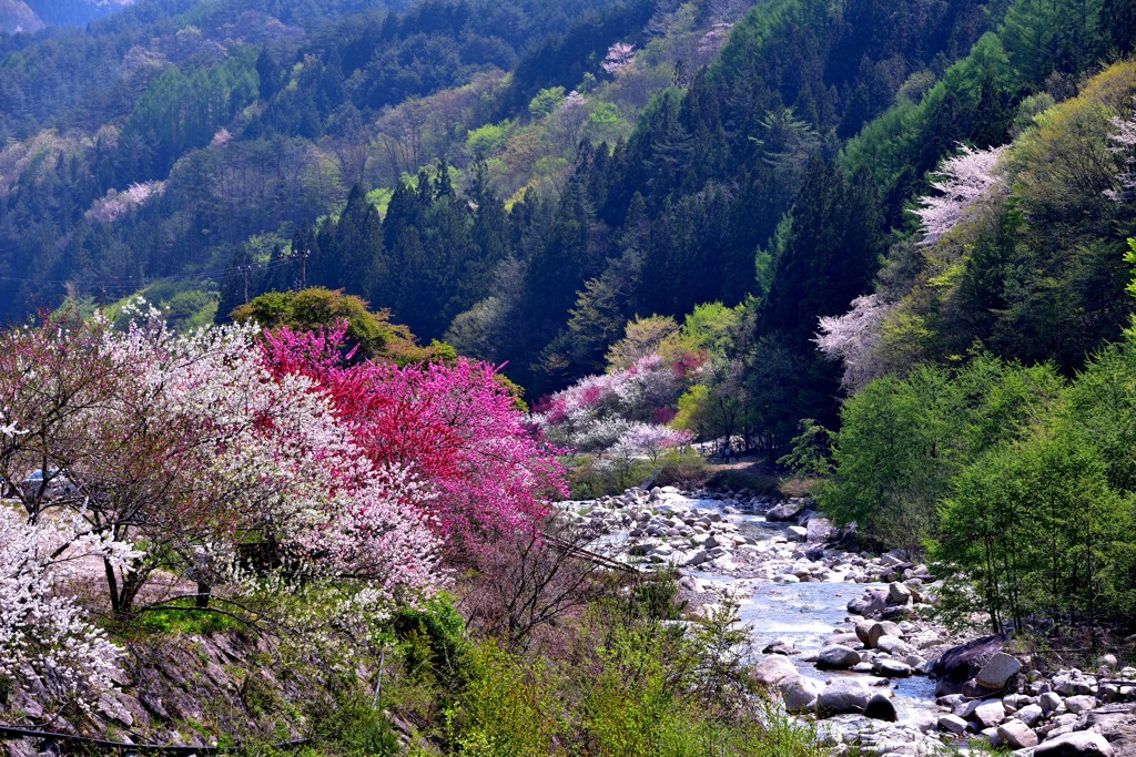 花桃②