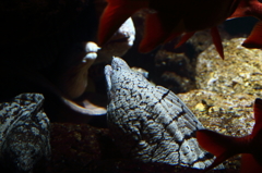 ウツボ