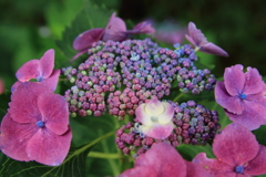 紫陽花
