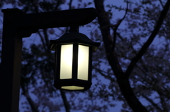 夜桜