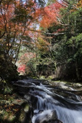 奥三河の紅葉