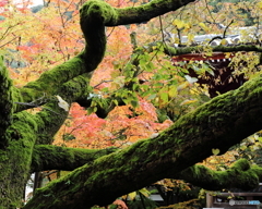 永観堂②