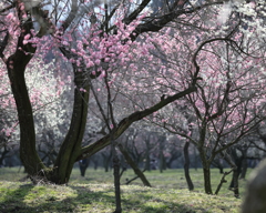 温光