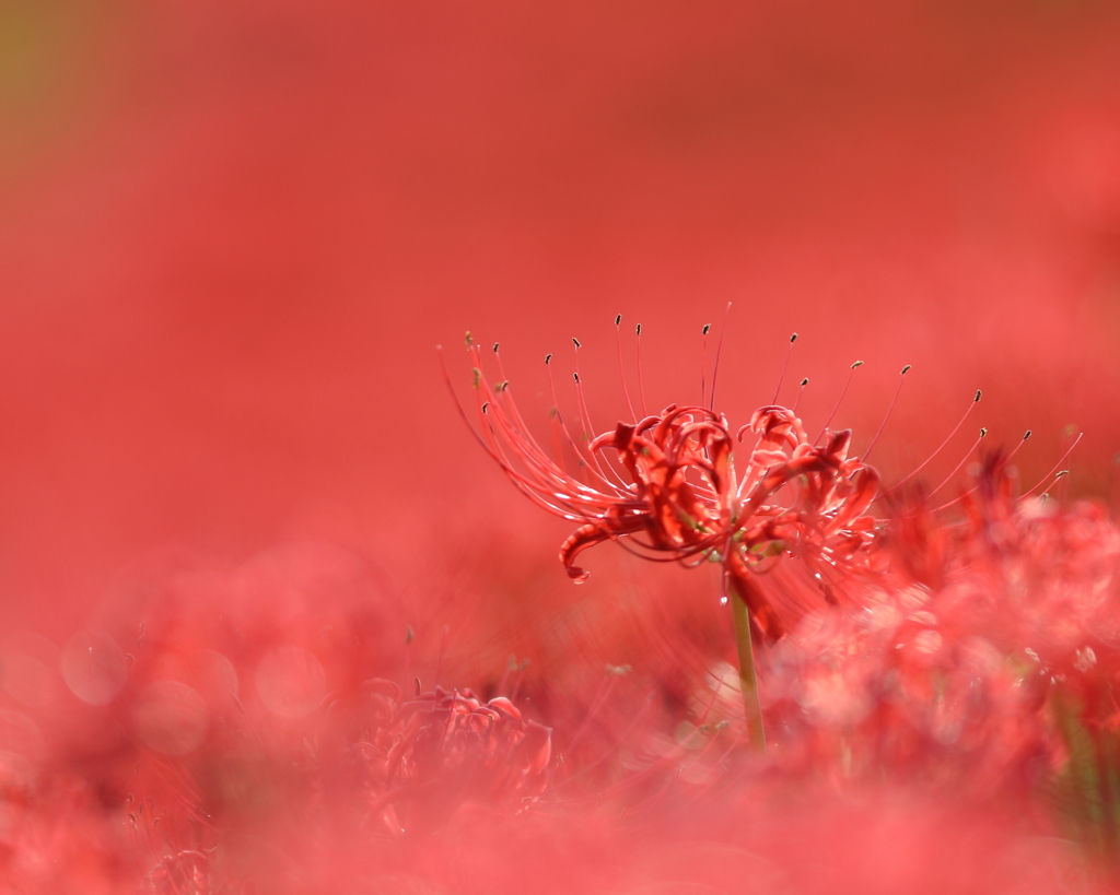 紅色