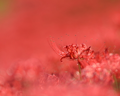 紅色