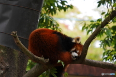 レッサーパンダ