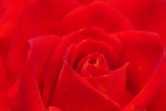 家で咲いた薔薇です