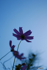 秋桜