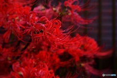 彼岸花