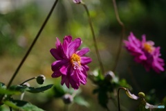 秋明菊