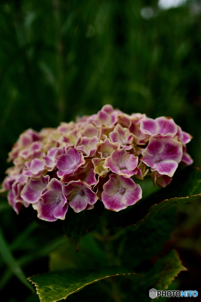 紫陽花