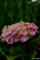 紫陽花