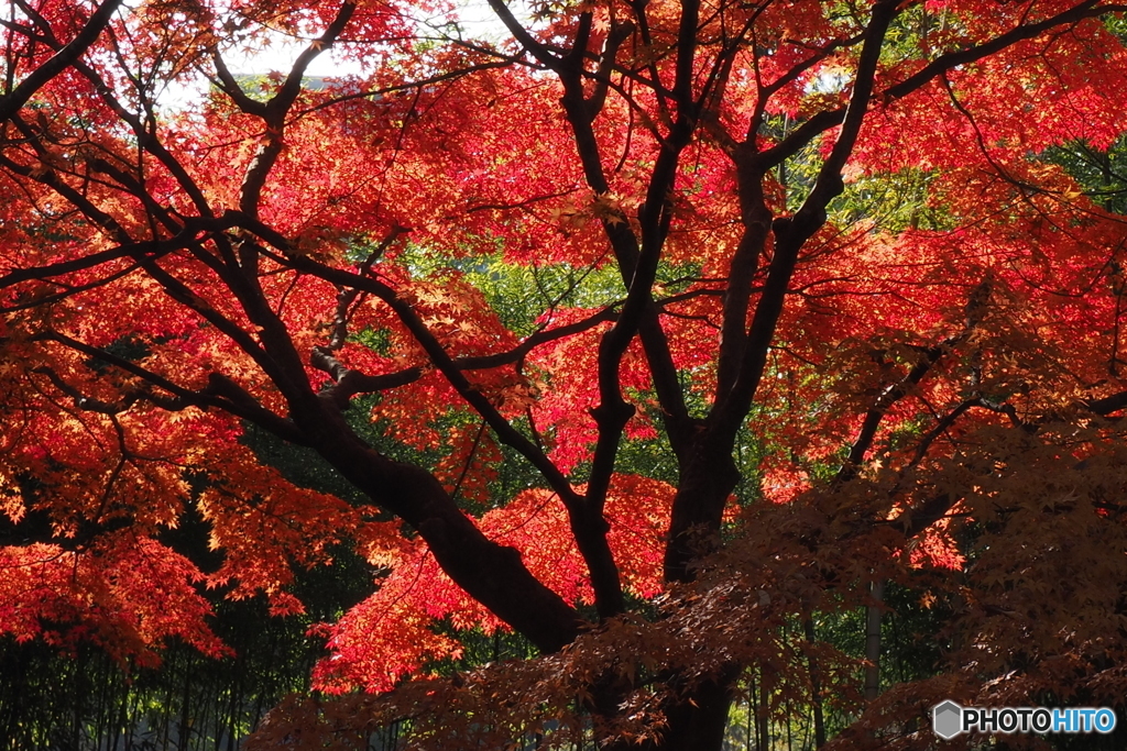 紅葉