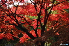 紅葉
