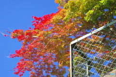 紅葉はこれから