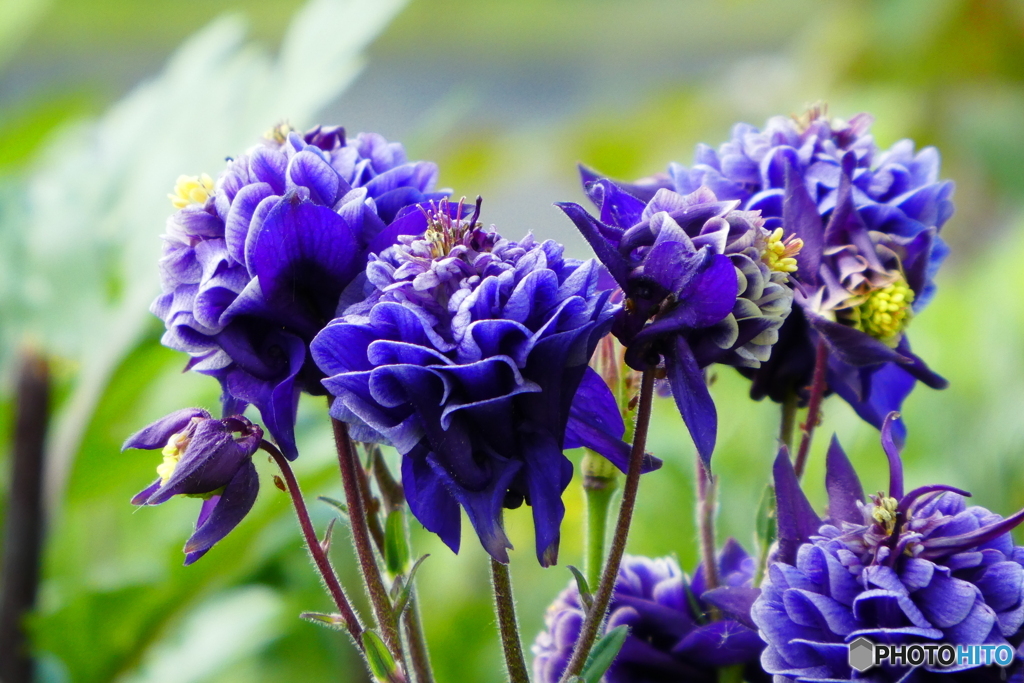 敷地内の花壇撮り