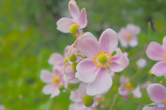 秋明菊