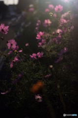 夕暮れのコスモス