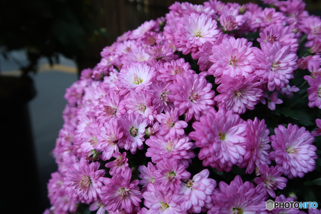 菊