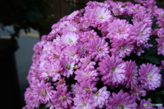 菊