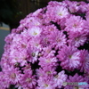 菊