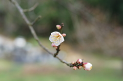 梅の花