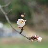 梅の花