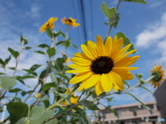 夏の名残り
