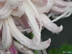 菊　２