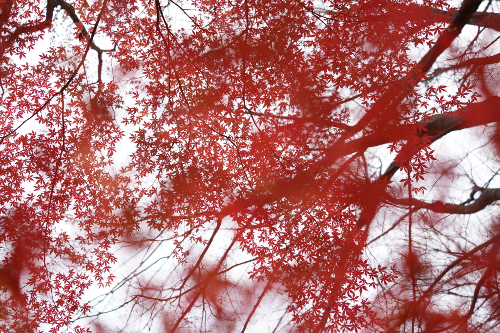 紅葉