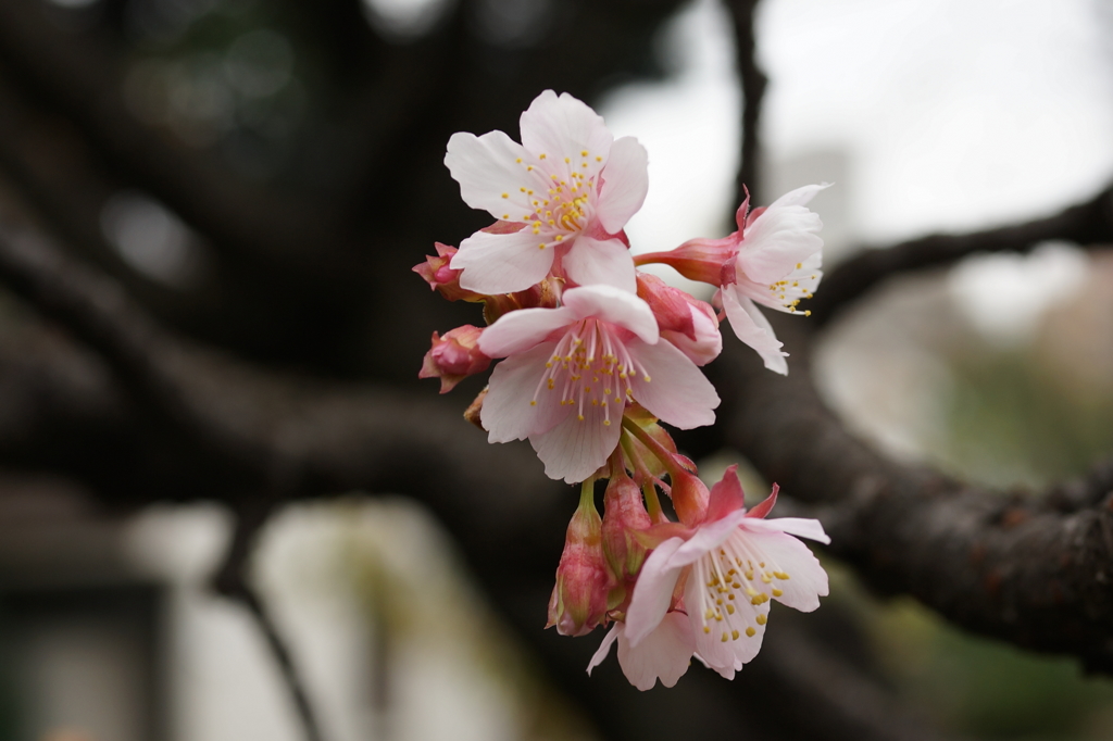 寒桜
