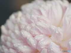 菊　1