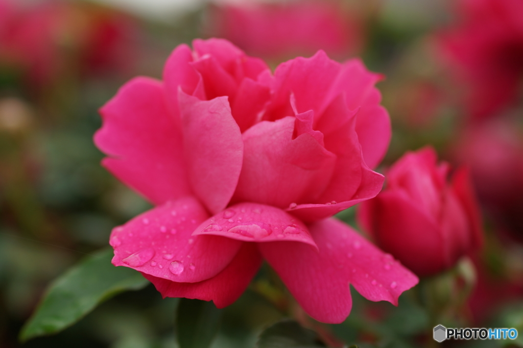 春薔薇