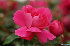 春薔薇