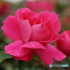 春薔薇