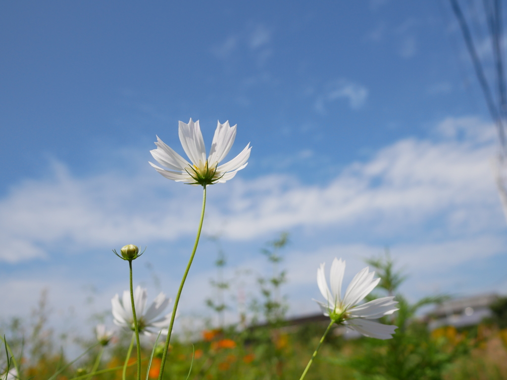 秋桜
