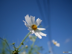秋桜
