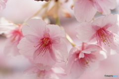 河津桜