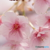 河津桜