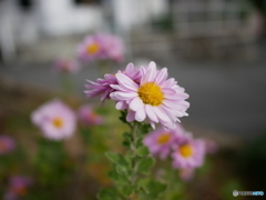 菊(ピンク）