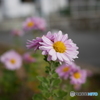 菊(ピンク）