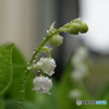 瑞々しく