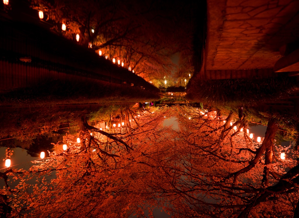 夜桜