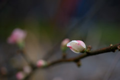 季節はずれの木瓜