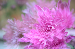 菊