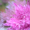 菊