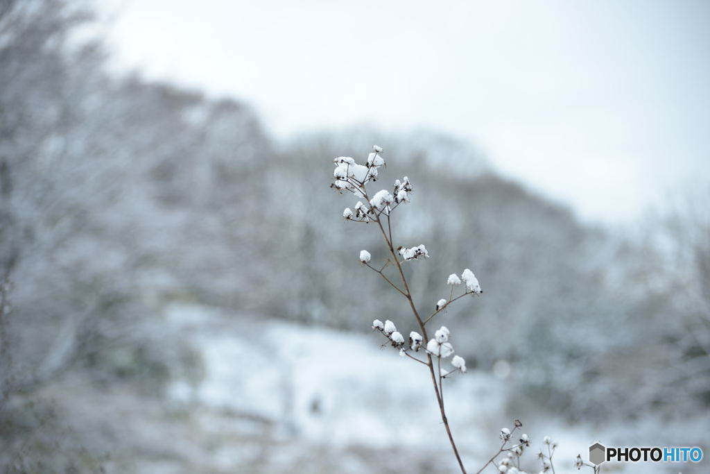 雪の華